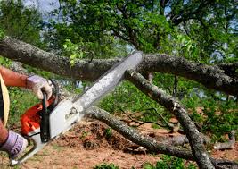 Professional Tree Care  in Fox River Grove, IL